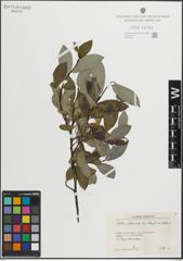Foto von Salix glauca L. x Salix phylicifolia L.